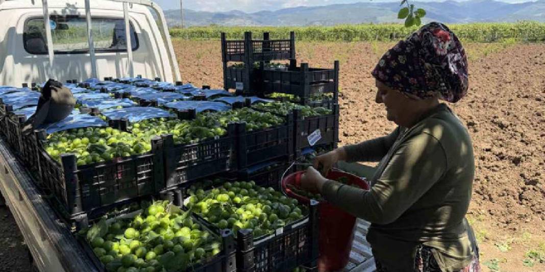 İlk hasat davul zurna ile yapıldı! Kilosu 120 TL’den satışa çıkacak 10